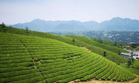 鍛造襄陽(yáng)高香茶品牌 藍(lán)溪茶業(yè)出口、內(nèi)銷(xiāo)相得益彰